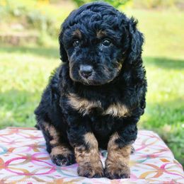 Betty - Black and Copper Uniquely Colored Girl - Black phantom female Aussiedoodle puppy in Burkesville, Kentucky from Bline’s Awesome Aussies & Doxies at the Bline Family Farm