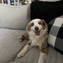 Vegas - Miniature Australian Shepherd