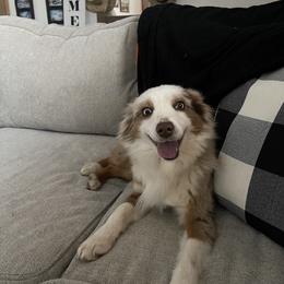Vegas - Miniature Australian Shepherd