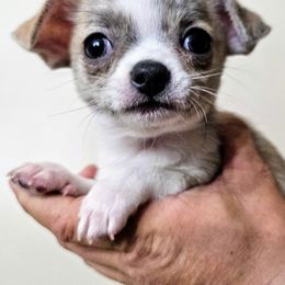 Boy 2 - Blue brindled fawn Chihuahua puppy in Downey, Idaho from Seven Diamond Chihuahua's