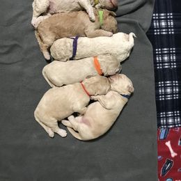 Goldendoodle, Schnoodle, and Sheepadoodle Puppies from Dood Ranch