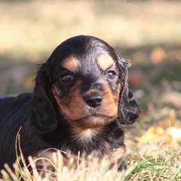 Jamie - Black and tan Dachshund puppy in Windsor, Colorado from Murry’s minis