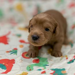 Boy 3 - Caramel red male Australian Labradoodle puppy in Calhoun, Louisiana from Arrowhead Australian Labradoodles