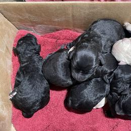 Labradoodle puppies from Top Knot Companions Poodles and Labradoodles