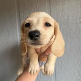 Crème brûlée - Cream female Dachshund puppy in New Mexico from Zia Trail Doxies