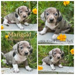 Marigold - Dapple female Dachshund puppy in Florida from Niki Humphries' Dachshunds