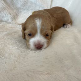 Cocker Spaniel Puppies from Jennifer Dees