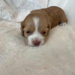 Cocker Spaniel Puppies from Jennifer Dees