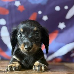 Sorrel - Black and tan female Dachshund puppy in Pflugerville, Texas from Dream A Dream Dachshunds