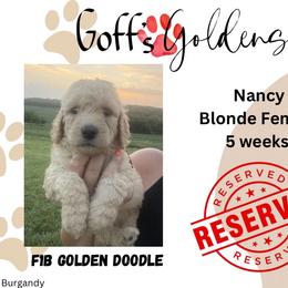 Nancy - Cream female Goldendoodle puppy in Falls City, Nebraska from Goff’s Goldens