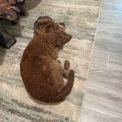 Chesapeake Bay Retriever Puppies from Chesi-Bay