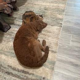 Chesapeake Bay Retriever Puppies from Chesi-Bay