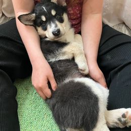 Blue Boy (Buck) - Black and tan male Lapponian Herder puppy in Hunt, New York from Onnellinen Kennels Lapponian Herders