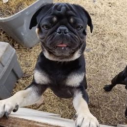 Pugs from Pugmawspugs