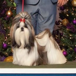 Symphony - Shih Tzu
