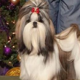 Symphony - Shih Tzu