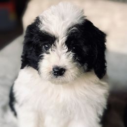 "Male " Old English Sheepdog, Poodle, and Sheepadoodle Puppies from Mountain Peak Poodle Doodles