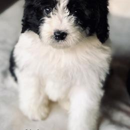 "Male " Old English Sheepdog, Poodle, and Sheepadoodle Puppies from Mountain Peak Poodle Doodles