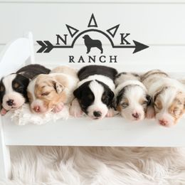 Australian Shepherd Puppies from NK Ranch Australian Shepherds