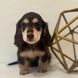 Sloan - Chocolate and cream female Dachshund puppy in Fort Gibson, Oklahoma from Cooper’s Dachshunds