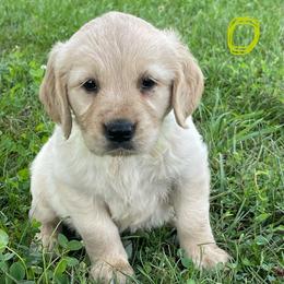 Yellow - Golden female Golden Retriever puppy in Mount Carmel, Tennessee from HS Goldens