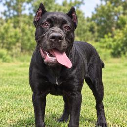 Yellow Collar Girl - Black female Cane Corso puppy in Gorman, Texas from McOmber Country Kennels