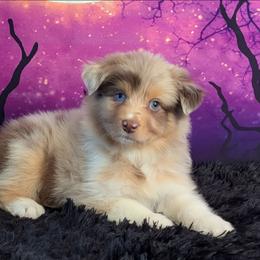 Silk - Red merle female Australian Shepherd puppy in Fultonville, New York from Sandy Aussies, Mini Dachshunds & Pomeranians