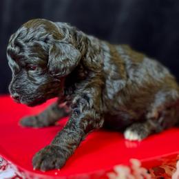 Toby - Phantom male Goldendoodle puppy in Boaz, Alabama from Doodles All Day