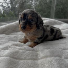 Darla - Dapple female Dachshund puppy in San Diego, California from Enchantables