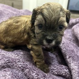 Shihpoo and Shih Tzu Puppies from Bayonne Shih Tzu’s
