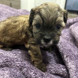 Shihpoo and Shih Tzu Puppies from Bayonne Shih Tzu’s