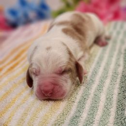 Cannonball - Lemon and white male Basset Hound puppy in Floyd, Arkansas from Twin Creek Acres
