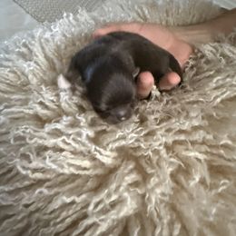 Leam - Chocolate and white male Chihuahua puppy in Red Bluff, California from Aye Chihuahua