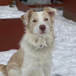 Gringo - Border Collie