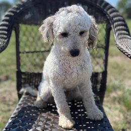 Maverick - Poodle