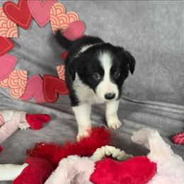 Fir - Black and white female Border Collie puppy in Gaffney, South Carolina from On the Lamb