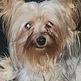 French Bulldogs and Yorkshire Terriers from Tight Pocket House Frenchies & Yorkies