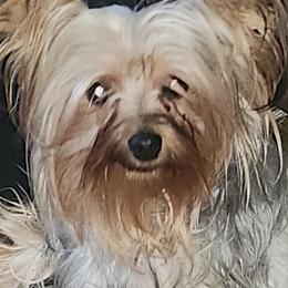 French Bulldogs and Yorkshire Terriers from Tight Pocket House Frenchies & Yorkies
