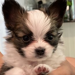 Papillon puppies from Seven Pillars Papillon