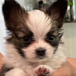 Papillon puppies from Seven Pillars Papillon