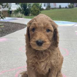 Goldendoodle and Poodle Puppies from CharleighRae Poodles and Doodles