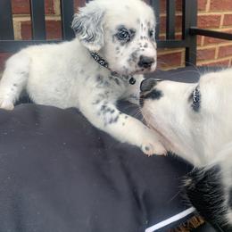 Dalmatian Puppies from Clarks 101 Dalmatians
