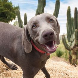 Thelma - Weimaraner