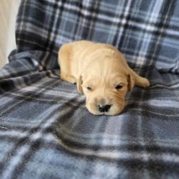 Sadie - Golden female Golden Retriever puppy in Menasha, Wisconsin from Kreger's K9s