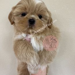 Shih Tzu Puppies from Shurbeez Shih Tzu