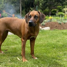 Rhodesian Ridgebacks from Mountain Lion Ridgebacks