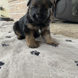 German Shepherd Puppies from S&S German Shepherds
