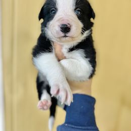 Citation - Black and white male Border Collie puppy in Oakley, California from Von Guadachi German Shepherds & Audacity Border Collies