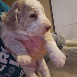 Bubbles(apricot) - Parti female Poodle puppy in Snowflake, Arizona from TaylorMade Standard Poodles