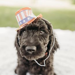 Buzz - Black male Labradoodle puppy in Orange, Virginia from Hillcrest Labradoodles